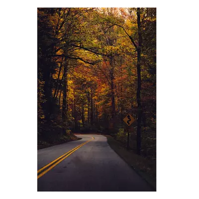 Фото на холсте дорога в лесу, размера 50x75