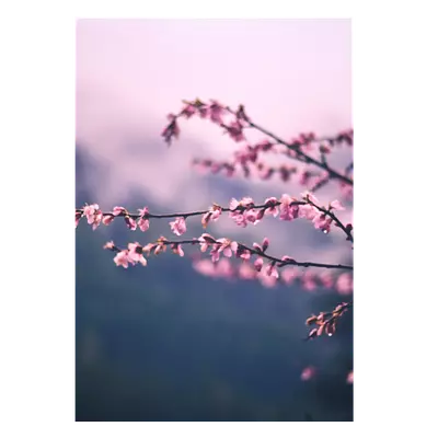 Фото на холсте сирень, размера 70x100