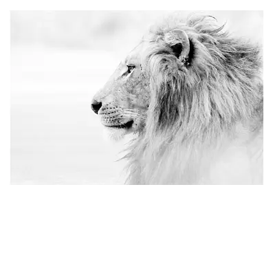 Фото на холсте лев в светлых тонах, размера 100x70