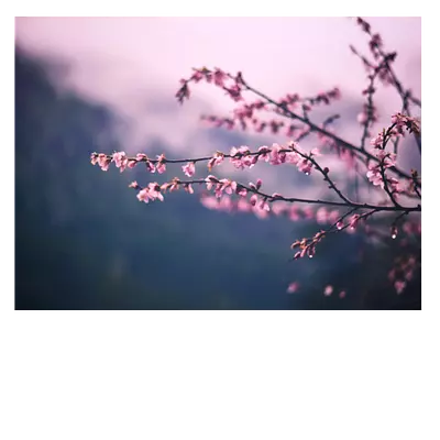 фото на холсте «сирень», 40х30 см, до 220 см в длину.