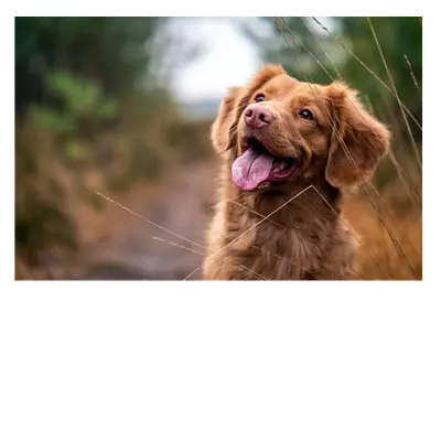 Фото на холсте собака, размера 75x50