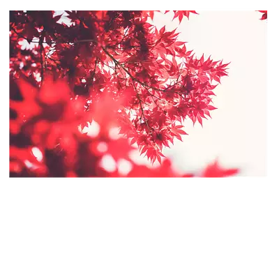 Фото на холсте красные листья, размера 75x50