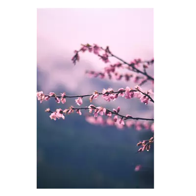 Фото на холсте сирень, размера 50x75