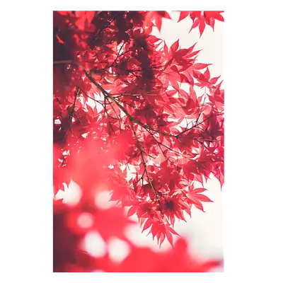 Фото на холсте красные листья, размера 80x120