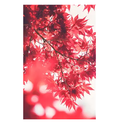 Фото на холсте красные листья, размера 30x45