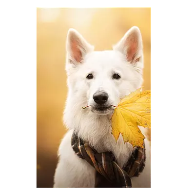 Фото на холсте собака с жёлтым листом, размера 30x45