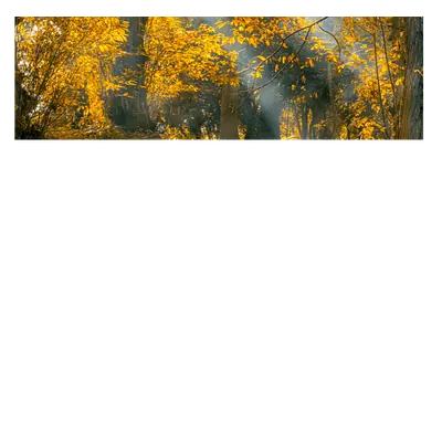 Фото на холсте осенний лес, размера 90x30