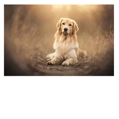 Фото на холсте собака на тропинке, размера 90x60