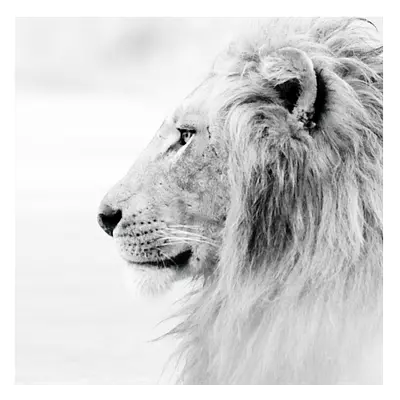Фото на холсте лев в светлых тонах, размера 40x40