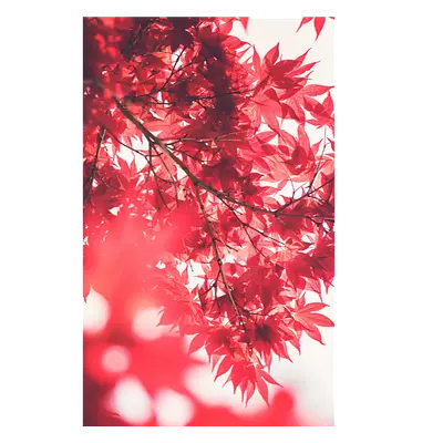 Фото на холсте красные листья, размера 20x30
