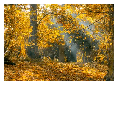 Фото на холсте осенний лес, размера 70x50