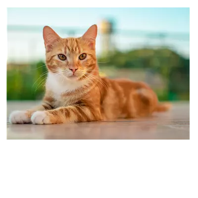 **фото на холсте рыжий кот 40х30 см**