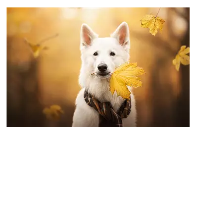 Фото на холсте собака с жёлтым листом, размера 120x80