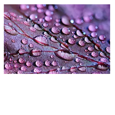 Фото на холсте капли на листе, размера 120x80