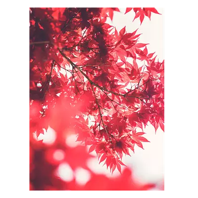 Фото на холсте красные листья, размера 60x80