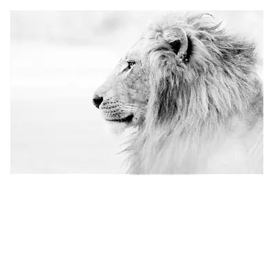 Фото на холсте лев в светлых тонах, размера 75x50
