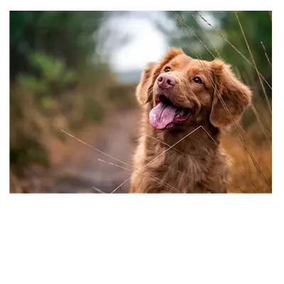 Фото на холсте собака, размера 70x50