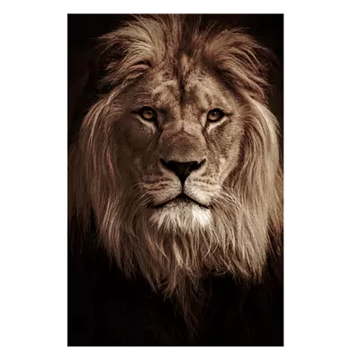 Фото на холсте лев в темных тонах, размера 60x90