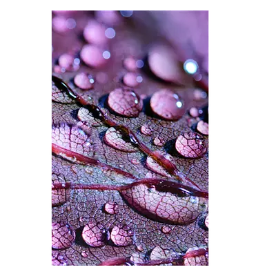 Фото на холсте капли на листе, размера 20x30