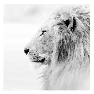 Фото на холсте лев в светлых тонах, размера 60x60