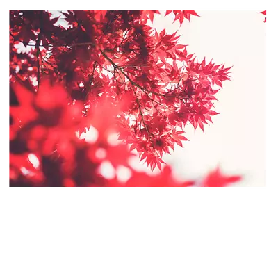 Фото на холсте красные листья, размера 100x70