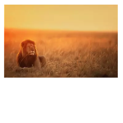 Фото на холсте лев в саванне, размера 60x40