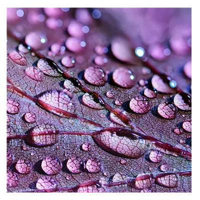 Фото на холсте капли на листе, размера 60x60