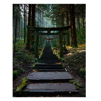 Фото на холсте лестница в лесу, размера 40x50