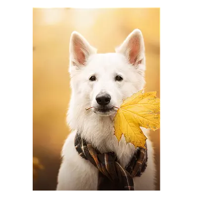 Фото на холсте собака с жёлтым листом, размера 50x70