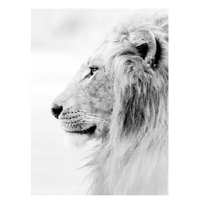 Фото на холсте лев в светлых тонах, размера 60x80