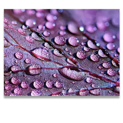 Фото на холсте капли на листе, размера 80x60