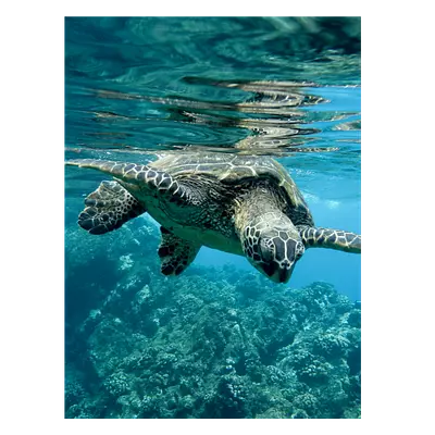 Фото на холсте черепаха, размера 60x80
