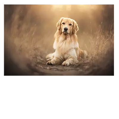 Фото на холсте собака на тропинке, размера 75x50
