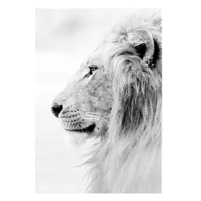 Фото на холсте лев в светлых тонах, размера 70x100