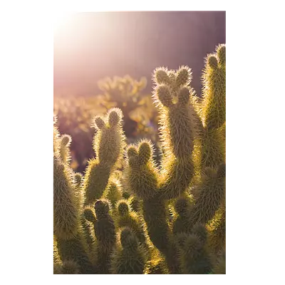 Фото на холсте кактусы, размера 80x120