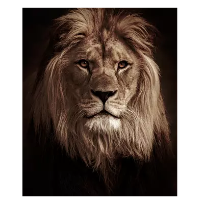 Фото на холсте лев в темных тонах, размера 50x60