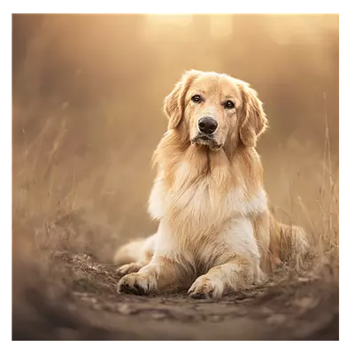 Фото на холсте собака на тропинке, размера 40x40