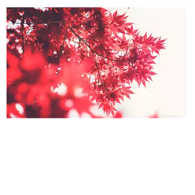 Фото на холсте красные листья, размер 30 x 20 см.