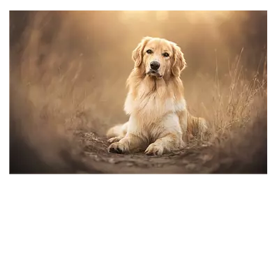 Фото на холсте. собака на тропинке. 45 x 30 см.