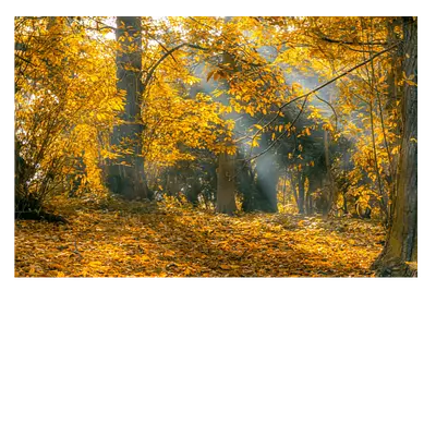 Фото на холсте осенний лес, размера 75x50