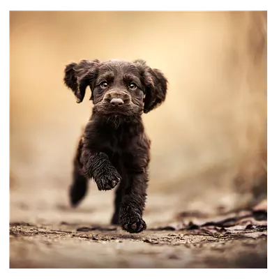 Фото на холсте бегущая по тропинке собака, размера 80x80