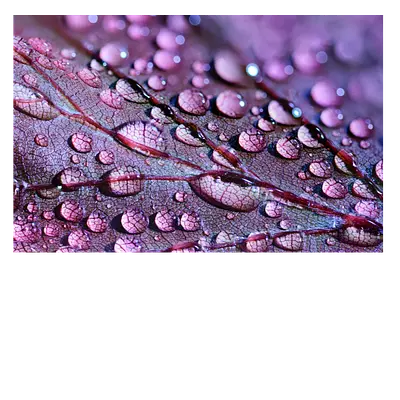 Фото на холсте капли на листе, размера 60x40