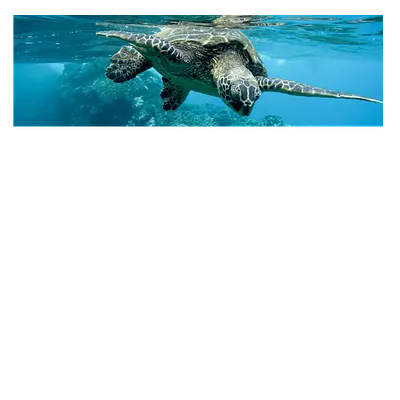 Фото на холсте черепаха, размера 90x30