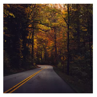 Фото на холсте дорога в лесу, размера 100x100