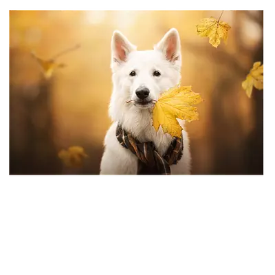 Фото на холсте собака с жёлтым листом, размера 75x50