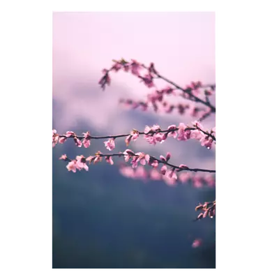 Фото на холсте сирень, размера 30x45