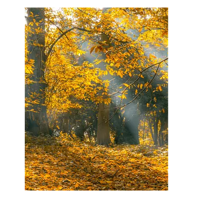 Фото на холсте осенний лес, размера 40x50