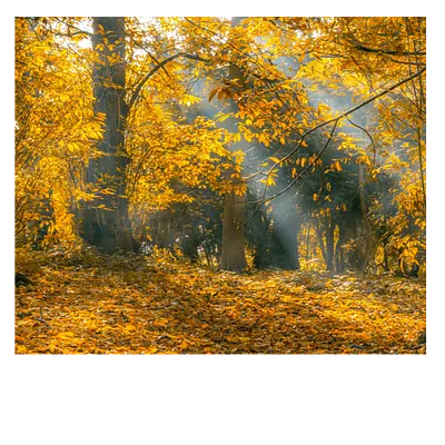 Фото на холсте осенний лес, размера 60x50