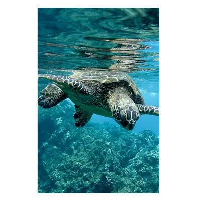 Фото на холсте черепаха, размера 80x120