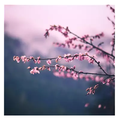 Фото на холсте сирень, размера 40x40